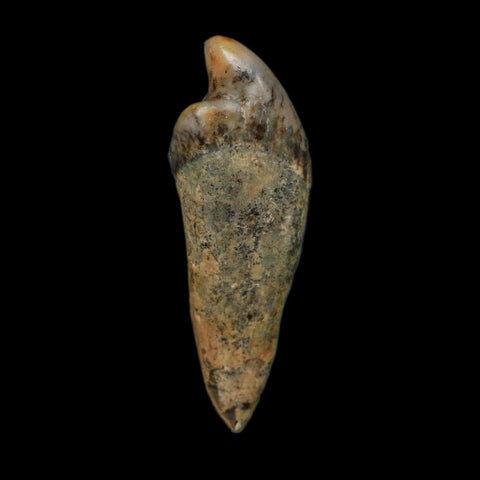 1.2" Extinct Cave Bear Ursus Spelaeus Incisor Tooth Rooted Pleistocene Age COA, Display - Fossil Age Minerals