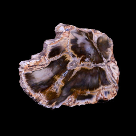 3" Fossilized Polished Petrified Wood Branch Madagascar 66-225 Million Yrs Old