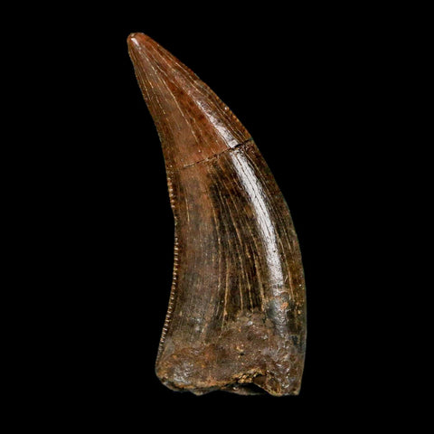 0.8" Nanotyrannus Tyrannosaurus Fossil Tooth Rooted Dinosaur Hell Creek MT COA - Fossil Age Minerals