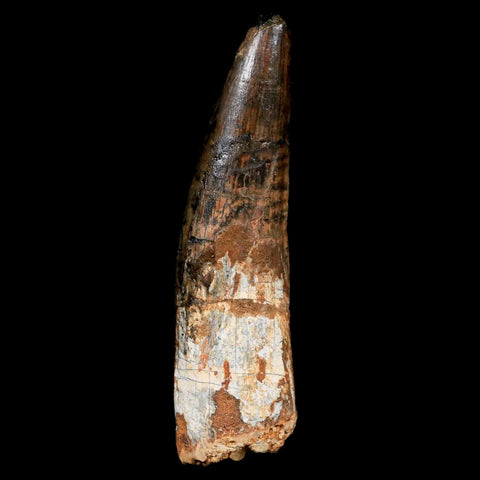 XL 3.3" Spinosaurus Fossil Tooth 100 Mil Yrs Old Cretaceous Dinosaur COA & Stand - Fossil Age Minerals