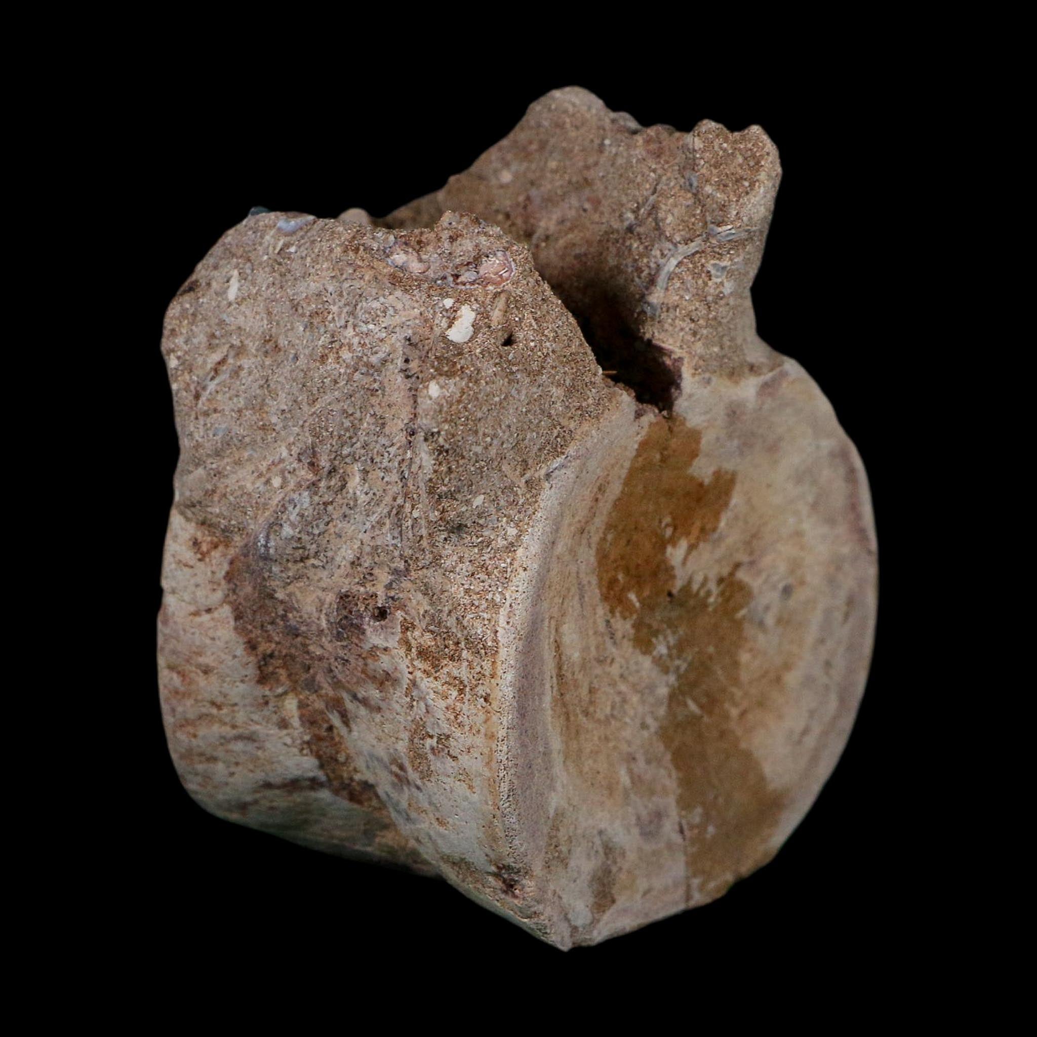3.4" Plesiosaurus Fossil Vertebrae Cretaceous Dinosaur Era Morocco Zarafasaura COA