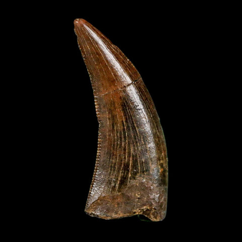 0.8" Nanotyrannus Tyrannosaurus Fossil Tooth Rooted Dinosaur Hell Creek MT COA - Fossil Age Minerals