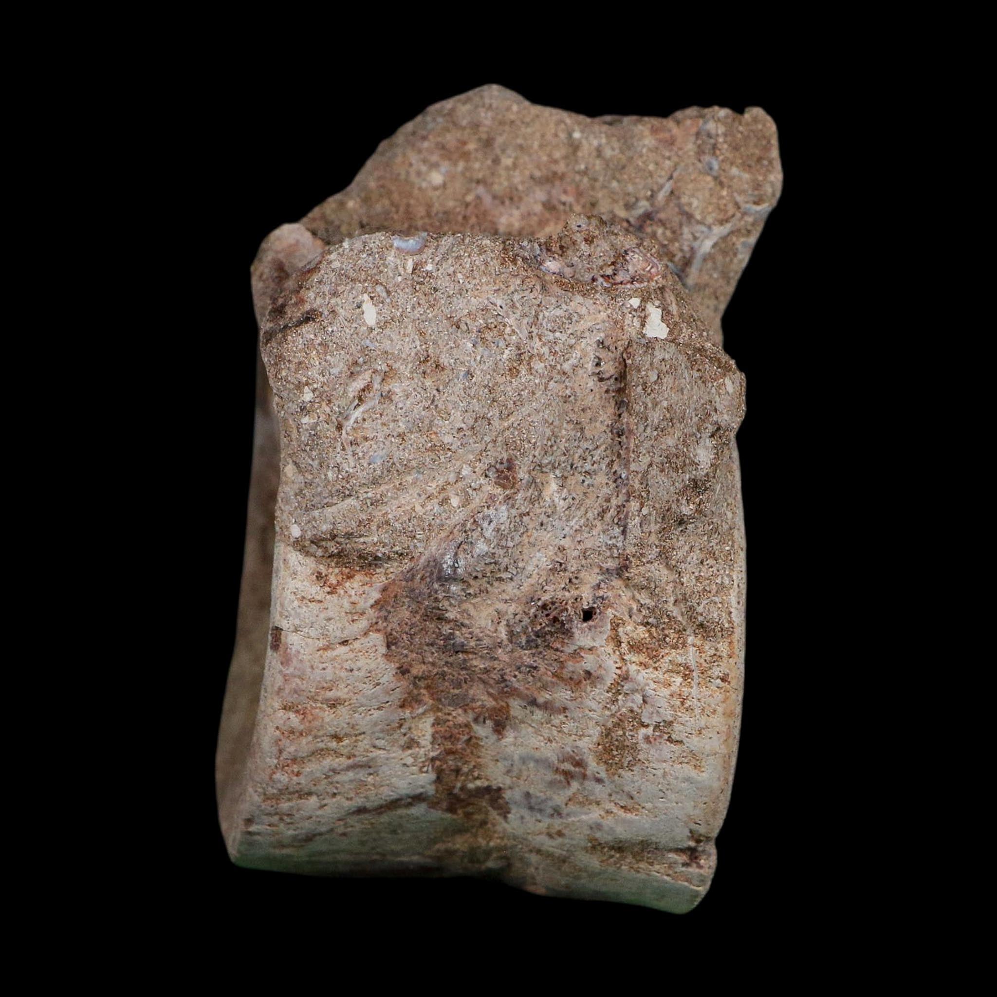 3.4" Plesiosaurus Fossil Vertebrae Cretaceous Dinosaur Era Morocco Zarafasaura COA