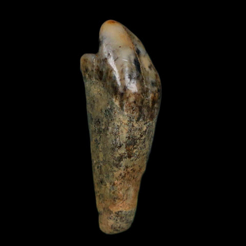 1.2" Extinct Cave Bear Ursus Spelaeus Incisor Tooth Rooted Pleistocene Age COA, Display - Fossil Age Minerals