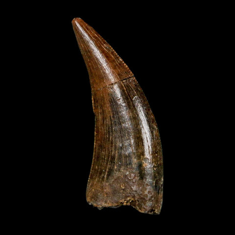 0.8" Nanotyrannus Tyrannosaurus Fossil Tooth Rooted Dinosaur Hell Creek MT COA - Fossil Age Minerals