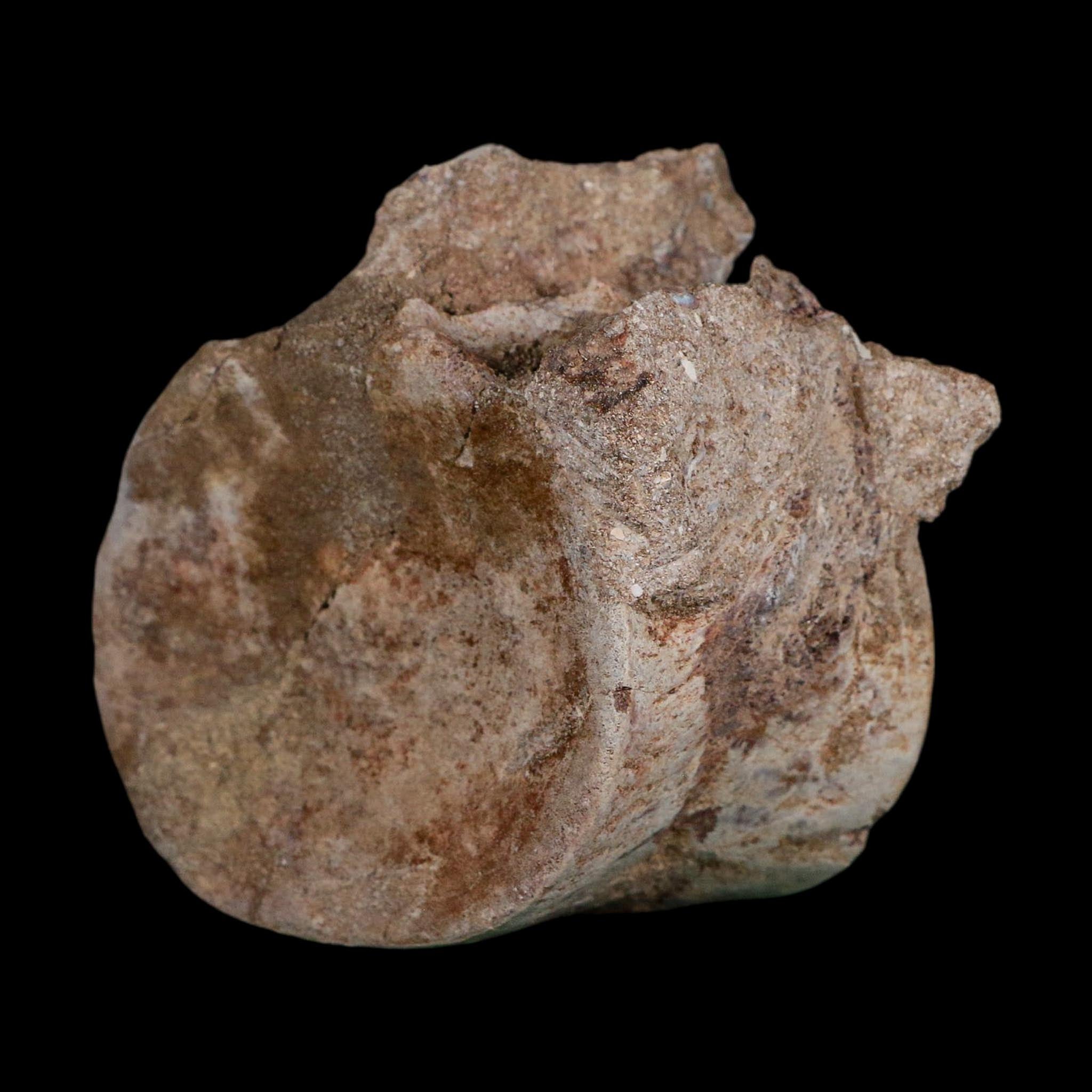3.4" Plesiosaurus Fossil Vertebrae Cretaceous Dinosaur Era Morocco Zarafasaura COA