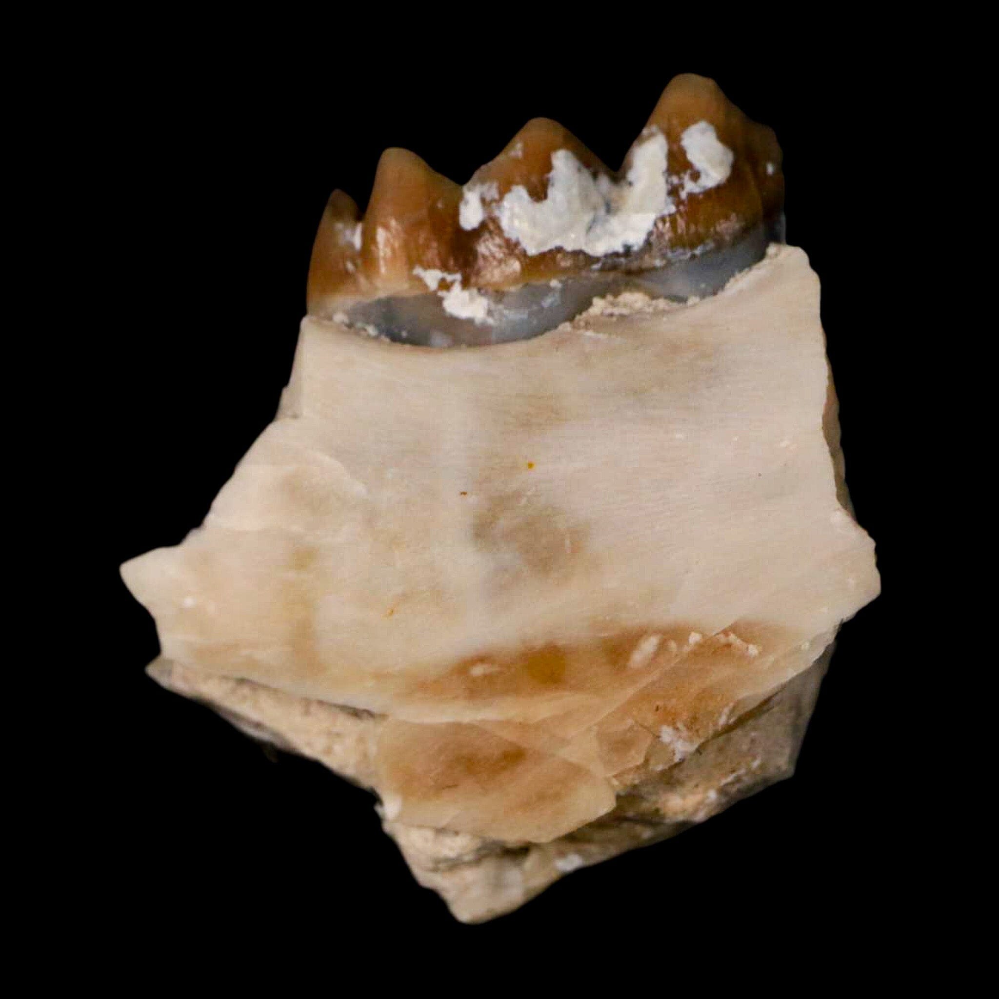 0.7" Leptomeryx Evansi Oligocene Age Fossil Deer Jaw Teeth Wyoming Display COA - Fossil Age Minerals