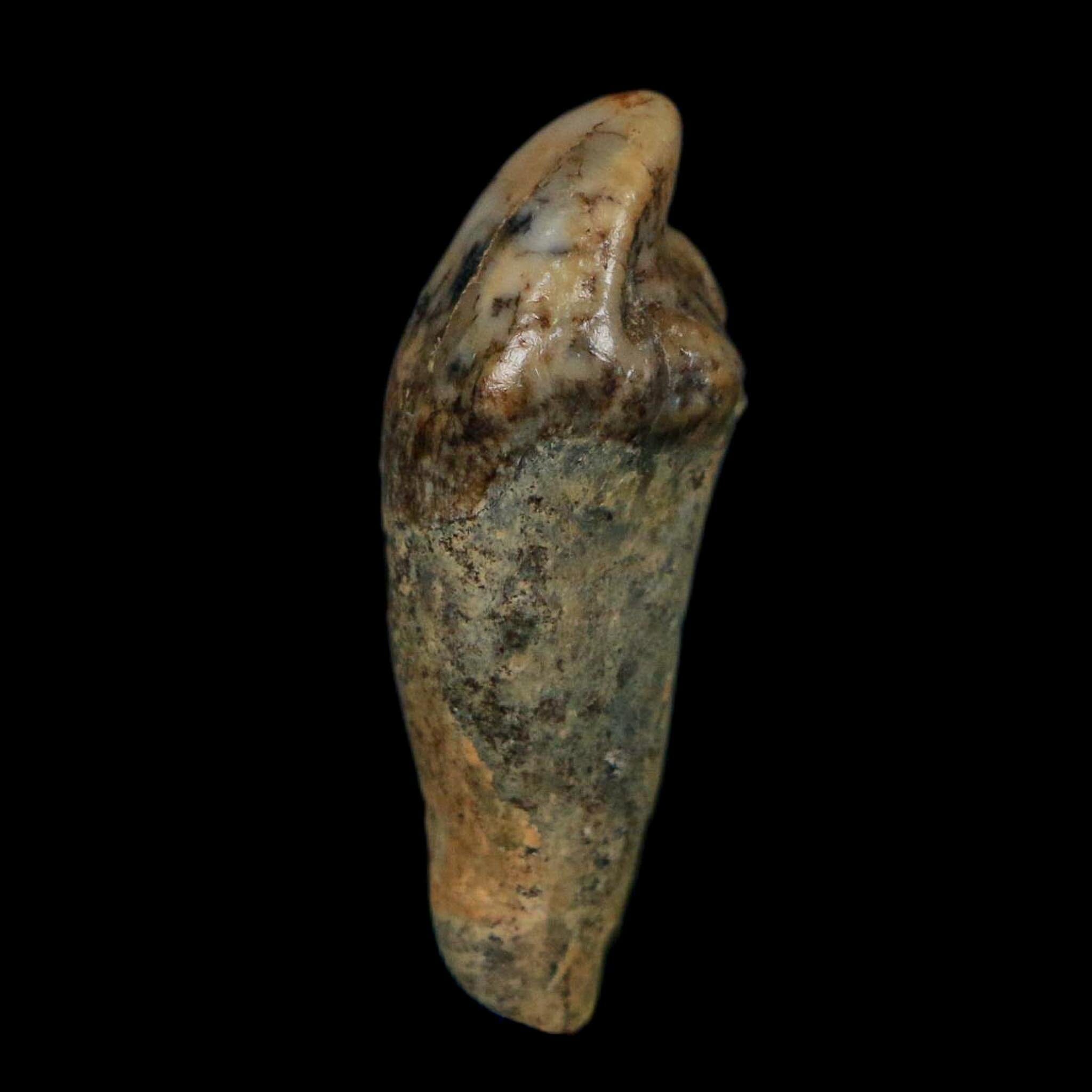 1.2" Extinct Cave Bear Ursus Spelaeus Incisor Tooth Rooted Pleistocene Age COA, Display - Fossil Age Minerals
