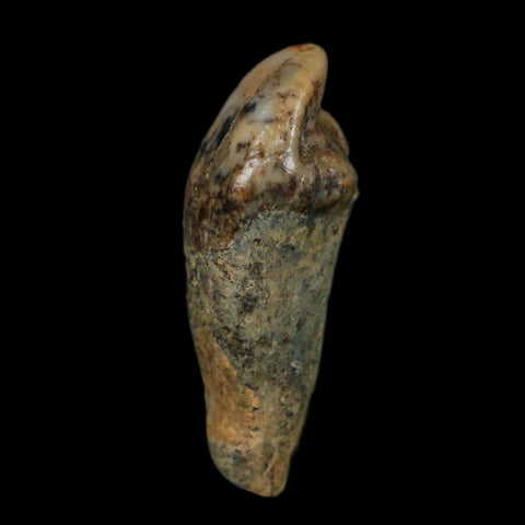 1.2" Extinct Cave Bear Ursus Spelaeus Incisor Tooth Rooted Pleistocene Age COA, Display - Fossil Age Minerals