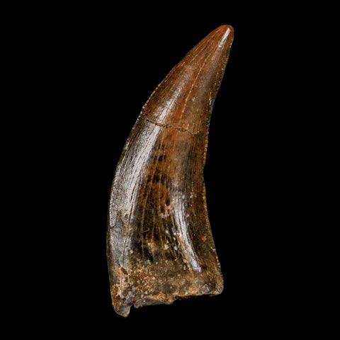 0.8" Nanotyrannus Tyrannosaurus Fossil Tooth Rooted Dinosaur Hell Creek MT COA - Fossil Age Minerals