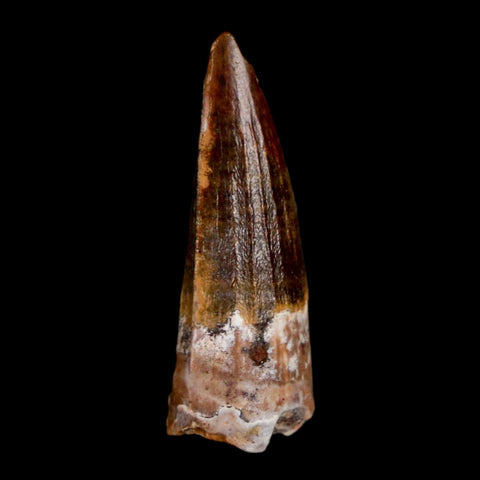 1" Suchomimus Fossil Tooth Cretaceous Spinosaurid Dinosaur Elraz FM Niger COA - Fossil Age Minerals