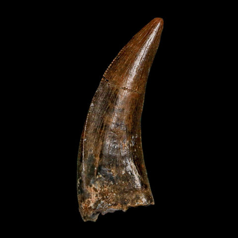 0.8" Nanotyrannus Tyrannosaurus Fossil Tooth Rooted Dinosaur Hell Creek MT COA - Fossil Age Minerals