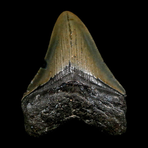 2.9" Quality Megalodon Shark Tooth Serrated Fossil Natural Miocene Age COA - Fossil Age Minerals