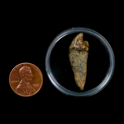 1.2" Extinct Cave Bear Ursus Spelaeus Incisor Tooth Rooted Pleistocene Age COA, Display - Fossil Age Minerals