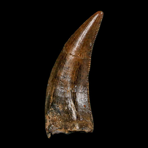 0.8" Nanotyrannus Tyrannosaurus Fossil Tooth Rooted Dinosaur Hell Creek MT COA - Fossil Age Minerals