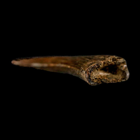 0.8" Nanotyrannus Tyrannosaurus Fossil Tooth Rooted Dinosaur Hell Creek MT COA - Fossil Age Minerals