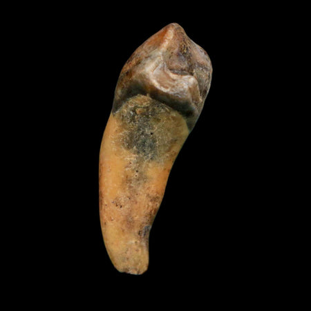 1.3" Extinct Cave Bear Ursus Spelaeus Incisor Tooth Rooted Pleistocene Age COA, Display