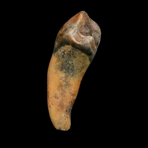 1.3" Extinct Cave Bear Ursus Spelaeus Incisor Tooth Rooted Pleistocene Age COA, Display - Fossil Age Minerals