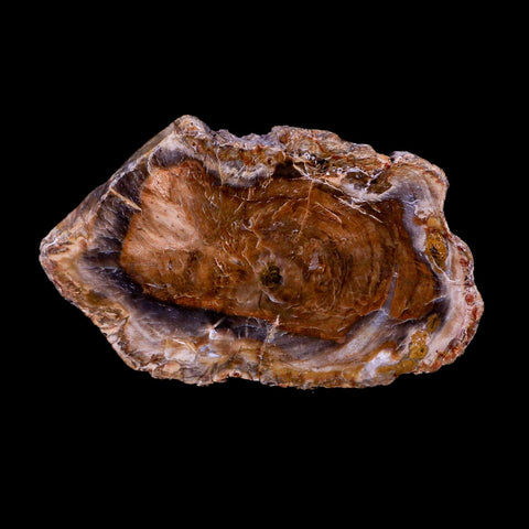 3.3" Fossilized Polished Petrified Wood Branch Madagascar 66-225 Million Yrs Old - Fossil Age Minerals