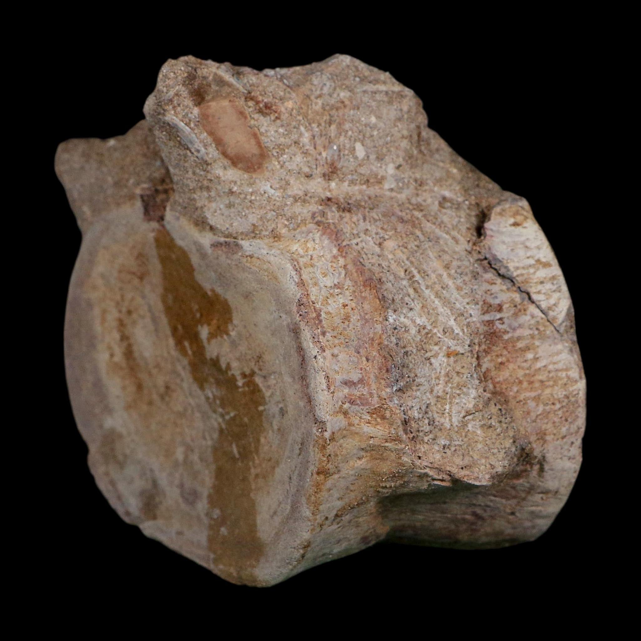 3.4" Plesiosaurus Fossil Vertebrae Cretaceous Dinosaur Era Morocco Zarafasaura COA