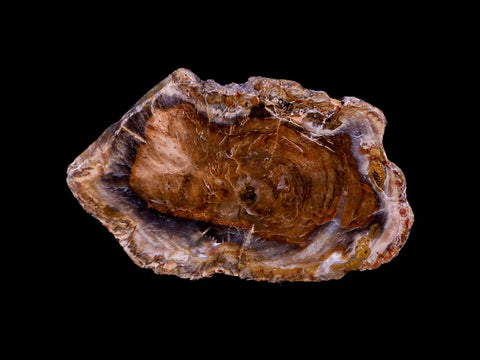 3.3" Fossilized Polished Petrified Wood Branch Madagascar 66-225 Million Yrs Old - Fossil Age Minerals