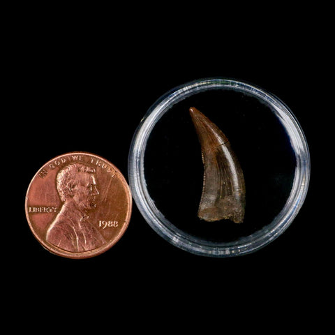 0.8" Nanotyrannus Tyrannosaurus Fossil Tooth Rooted Dinosaur Hell Creek MT COA - Fossil Age Minerals