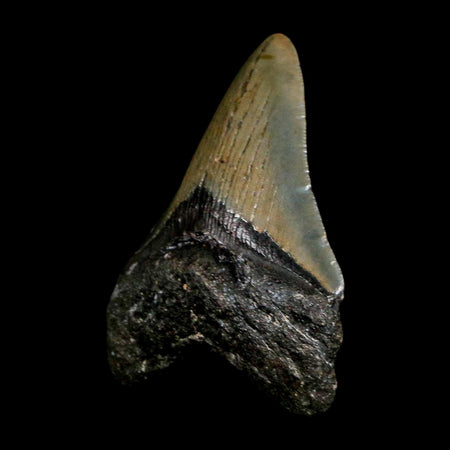 2.9" Quality Megalodon Shark Tooth Serrated Fossil Natural Miocene Age COA