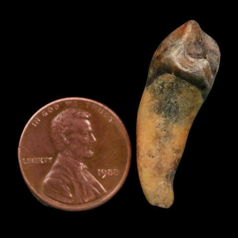 1.3" Extinct Cave Bear Ursus Spelaeus Incisor Tooth Rooted Pleistocene Age COA, Display - Fossil Age Minerals