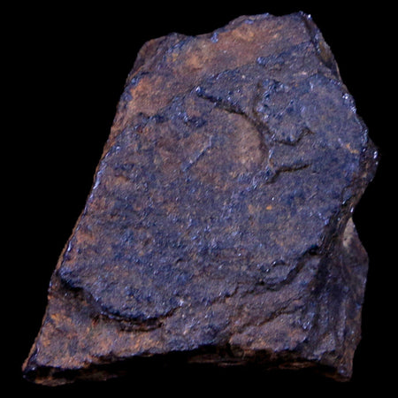 Bendege Meteorite Specimen Riker Display Bendege Bahia Brazil 9.1 Grams