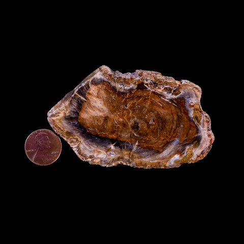 3.3" Fossilized Polished Petrified Wood Branch Madagascar 66-225 Million Yrs Old - Fossil Age Minerals