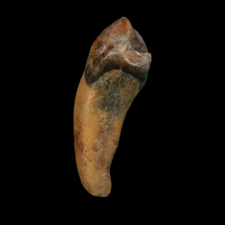 1.3" Extinct Cave Bear Ursus Spelaeus Incisor Tooth Rooted Pleistocene Age COA, Display