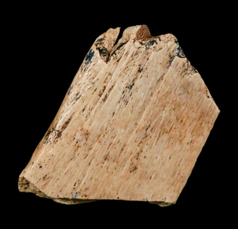 0.9" Raptor Theropod Fossil Bone Cretaceous Dinosaur Judith River FM MT COA Display - Fossil Age Minerals