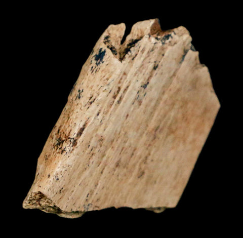 0.9" Raptor Theropod Fossil Bone Cretaceous Dinosaur Judith River FM MT COA Display - Fossil Age Minerals