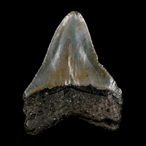 2.9" Quality Megalodon Shark Tooth Serrated Fossil Natural Miocene Age COA - Fossil Age Minerals
