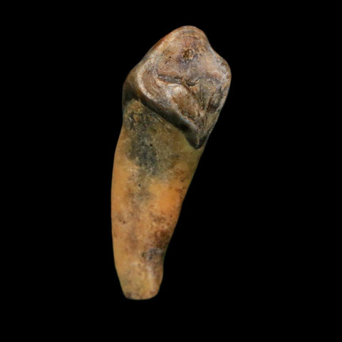 1.3" Extinct Cave Bear Ursus Spelaeus Incisor Tooth Rooted Pleistocene Age COA, Display - Fossil Age Minerals