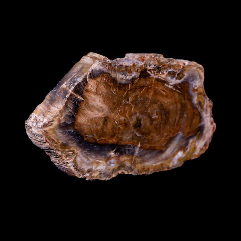 3.3" Fossilized Polished Petrified Wood Branch Madagascar 66-225 Million Yrs Old - Fossil Age Minerals