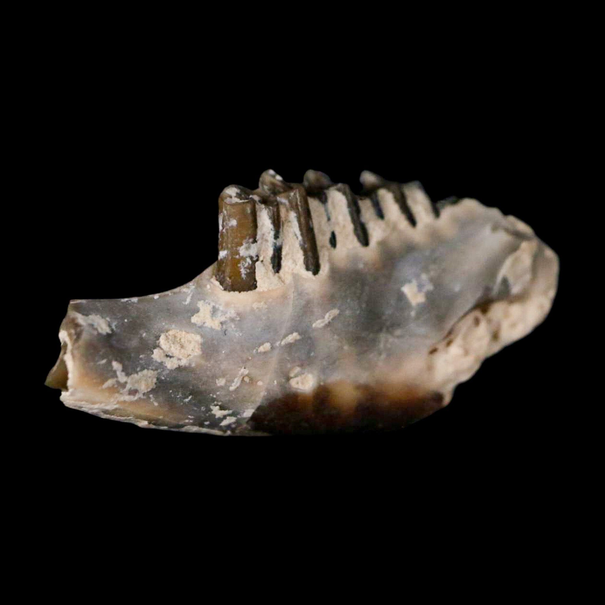 0.8" Palaeolagus Hayeni Fossil Jaw Section Teeth Oligocene Epoch South Dakota Display - Fossil Age Minerals