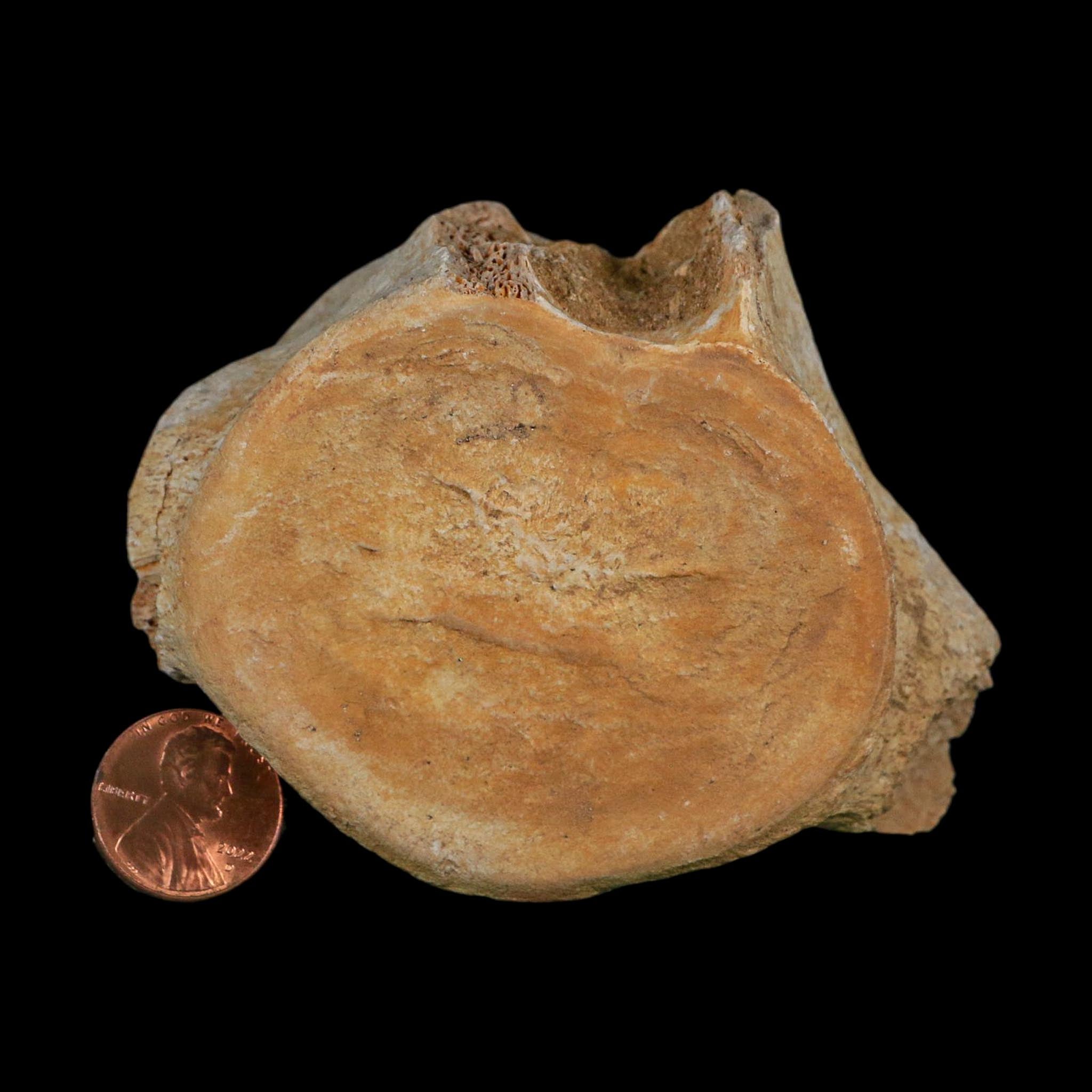 3.4" Plesiosaurus Fossil Vertebrae Cretaceous Dinosaur Era Morocco Zarafasaura COA
