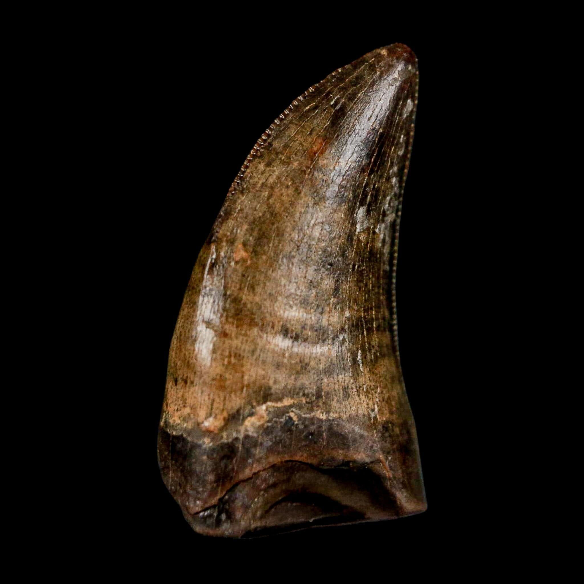 0.8" Nanotyrannus Tyrannosaurus Fossil Tooth Rooted Dinosaur Hell Creek MT COA - Fossil Age Minerals