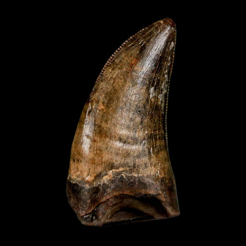 0.8" Nanotyrannus Tyrannosaurus Fossil Tooth Rooted Dinosaur Hell Creek MT COA - Fossil Age Minerals