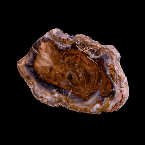 3.3" Fossilized Polished Petrified Wood Branch Madagascar 66-225 Million Yrs Old - Fossil Age Minerals