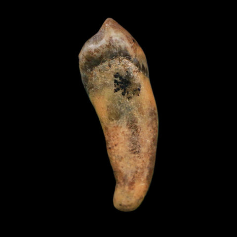 1.3" Extinct Cave Bear Ursus Spelaeus Incisor Tooth Rooted Pleistocene Age COA, Display - Fossil Age Minerals