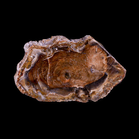 3.3" Fossilized Polished Petrified Wood Branch Madagascar 66-225 Million Yrs Old