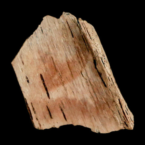 0.9" Raptor Theropod Fossil Bone Cretaceous Dinosaur Judith River FM MT COA Display - Fossil Age Minerals