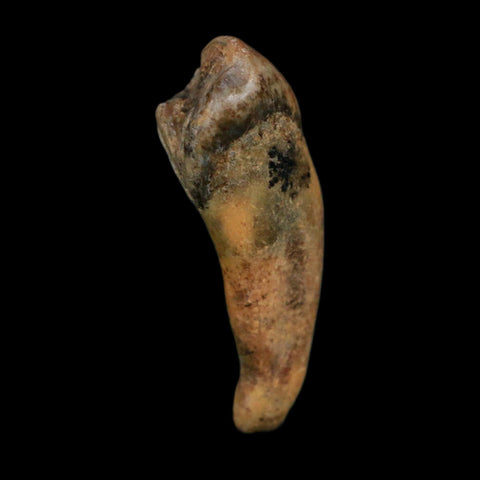 1.3" Extinct Cave Bear Ursus Spelaeus Incisor Tooth Rooted Pleistocene Age COA, Display - Fossil Age Minerals
