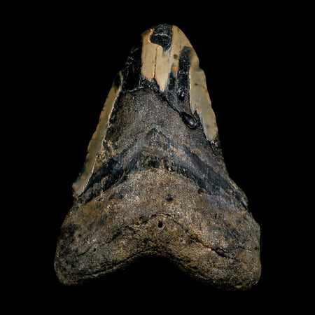 XL 5.1" Quality Megalodon Shark Tooth Serrated Fossil Natural Miocene Age COA