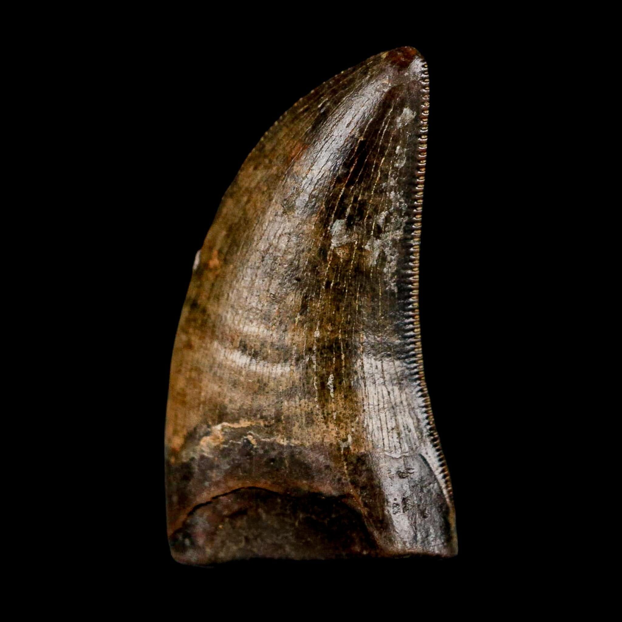 0.8" Nanotyrannus Tyrannosaurus Fossil Tooth Rooted Dinosaur Hell Creek MT COA - Fossil Age Minerals
