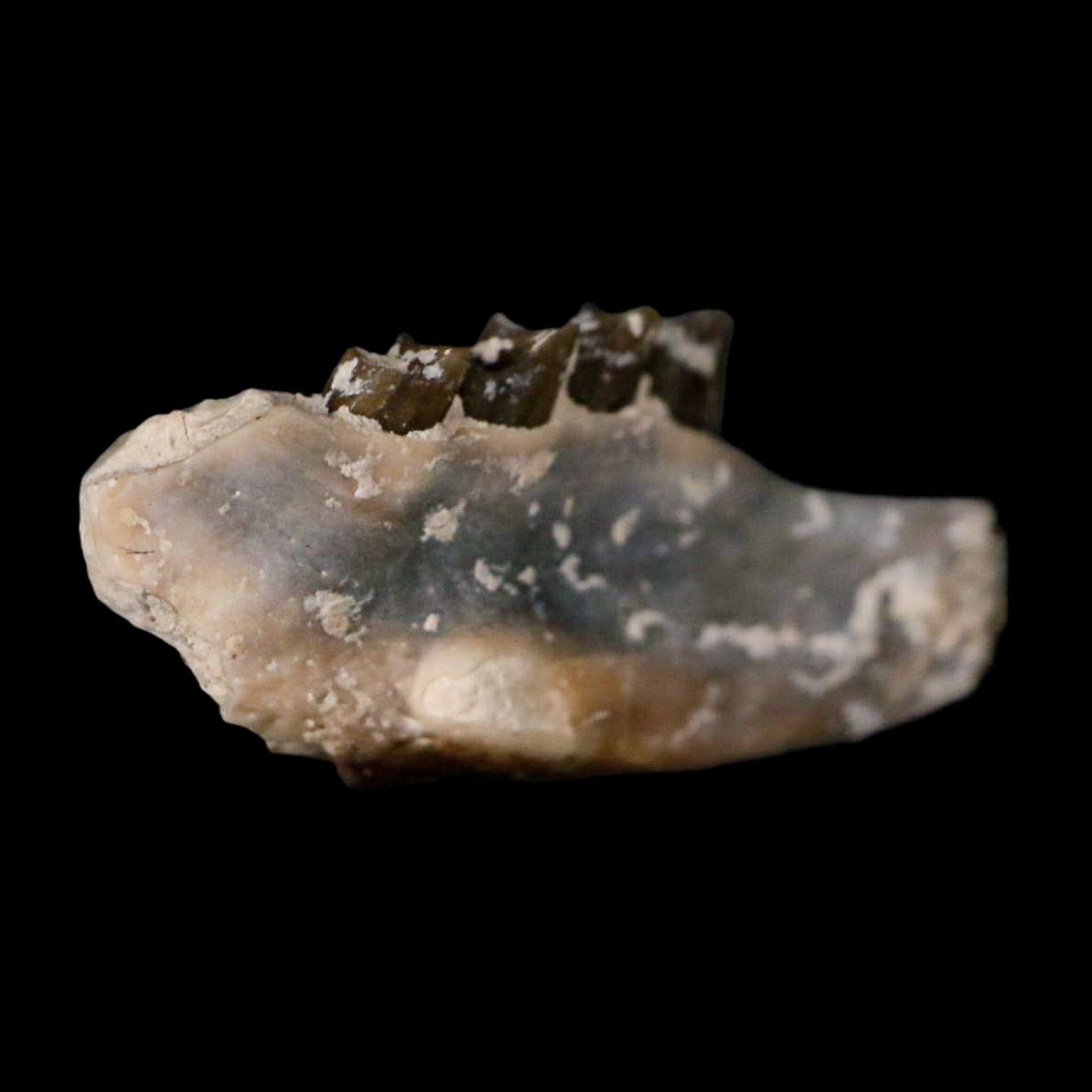 0.8" Palaeolagus Hayeni Fossil Jaw Section Teeth Oligocene Epoch South Dakota Display - Fossil Age Minerals