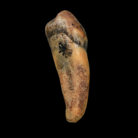 1.3" Extinct Cave Bear Ursus Spelaeus Incisor Tooth Rooted Pleistocene Age COA, Display - Fossil Age Minerals