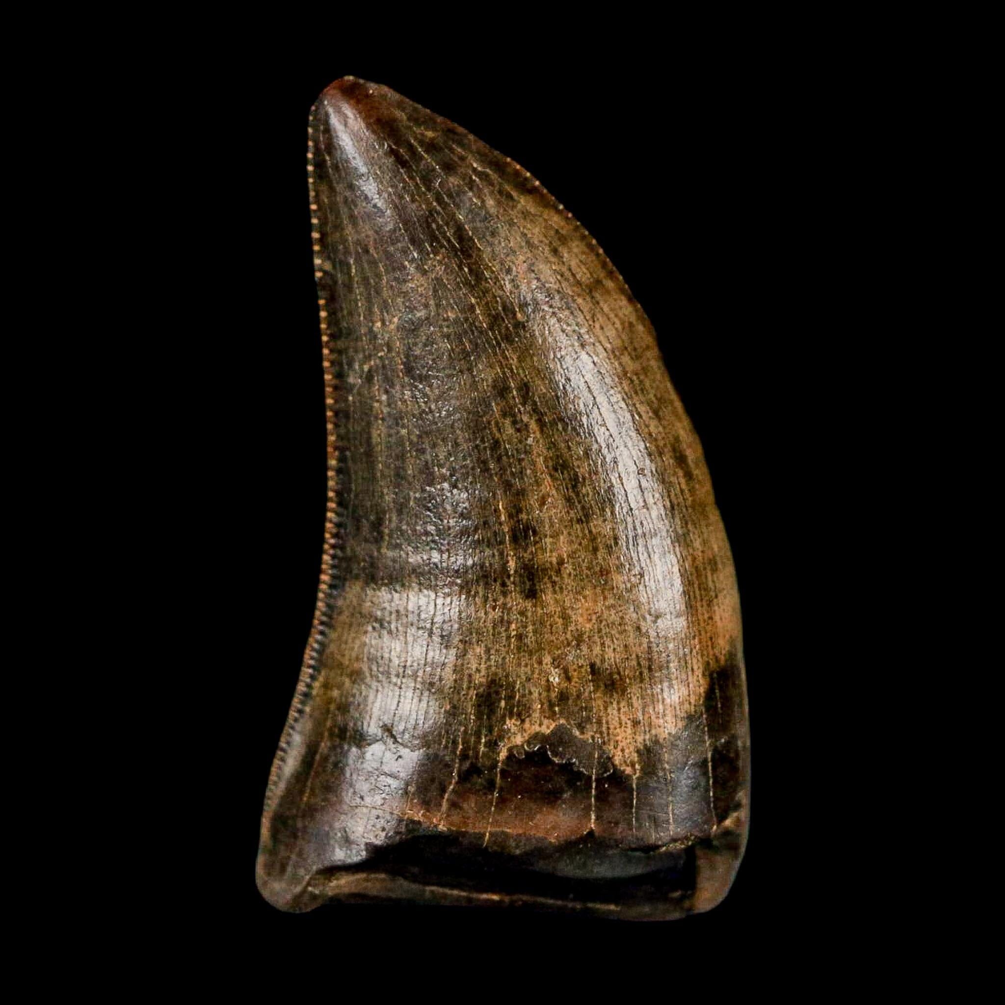0.8" Nanotyrannus Tyrannosaurus Fossil Tooth Rooted Dinosaur Hell Creek MT COA - Fossil Age Minerals